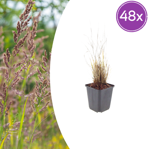 "Diamantgras 48er-Set (Calamagrostis brachytricha) – winterhartes Ziergras, Topf-Ø 9 cm, Höhe ca. 25 cm image"