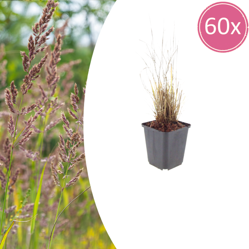 "Diamantgras 60er-Set (Calamagrostis brachytricha) – winterhartes Ziergras, Topf-Ø 9 cm, Höhe ca. 25 cm image"