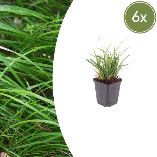 "Japan-Segge 6er-Set (Carex morrowii) – winterhartes Ziergras, Topf-Ø 9 cm, Höhe ca. 25 cm image"