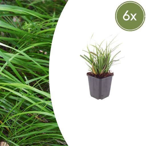 "Japan-Segge 6er-Set (Carex morrowii) – winterhartes Ziergras, Topf-Ø 9 cm, Höhe ca. 25 cm image"