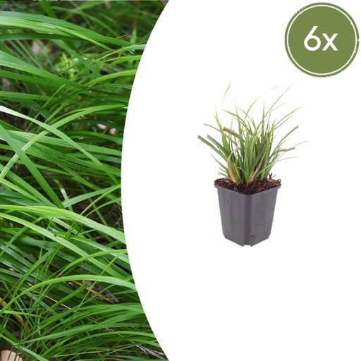 "Japan-Segge 6er-Set (Carex morrowii) – winterhartes Ziergras, Topf-Ø 9 cm, Höhe ca. 25 cm image"