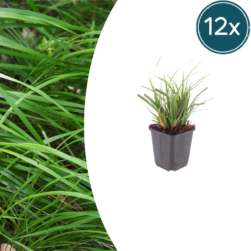 "Japan-Segge 12er-Set (Carex morrowii) – winterhartes Ziergras, Topf-Ø 9 cm, Höhe ca. 25 cm image"