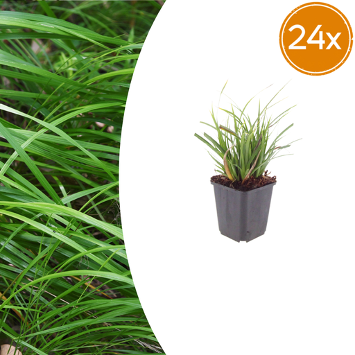 "24x Carex morrowii - ↕10-25cm - Ø9cm image"