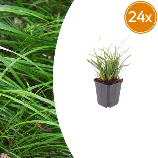 "Japan-Segge 24er-Set (Carex morrowii) – winterhartes Ziergras, Topf-Ø 9 cm, Höhe ca. 25 cm image"