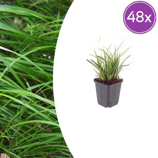 "48x Carex morrowii - ↕10-25cm - Ø9cm image"