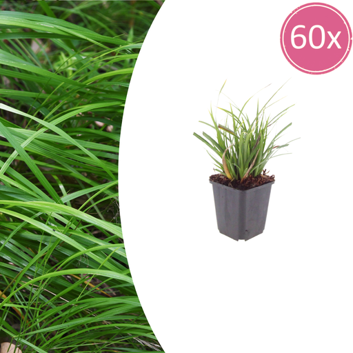 "Japan-Segge 60er-Set (Carex morrowii) – winterhartes Ziergras, Topf-Ø 9 cm, Höhe ca. 25 cm image"