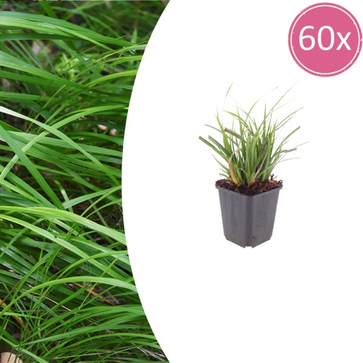 "Japan-Segge 60er-Set (Carex morrowii) – winterhartes Ziergras, Topf-Ø 9 cm, Höhe ca. 25 cm image"