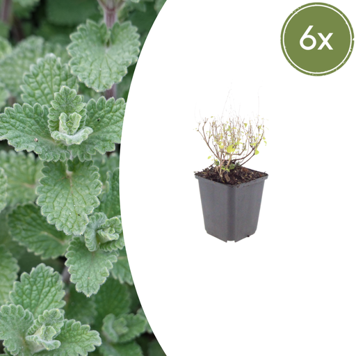 "6x Calamintha n. nepeta - ↕10-25cm - Ø9cm image"