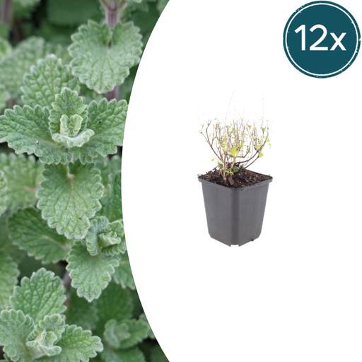 "12x Calamintha n. nepeta - ↕10-25cm - Ø9cm image"