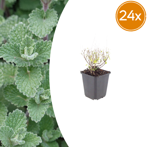 "Steinquendel 24er-Set (Clinopodium nepeta) – winterharte Duftstaude, Topf-Ø 9 cm, Höhe ca. 25 cm image"