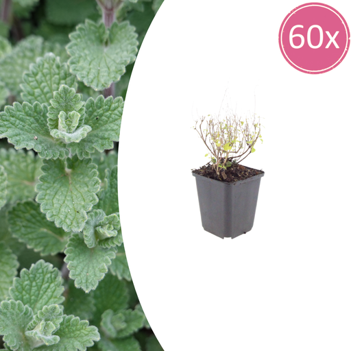 "60x Calamintha n. nepeta - ↕10-25cm - Ø9cm image"