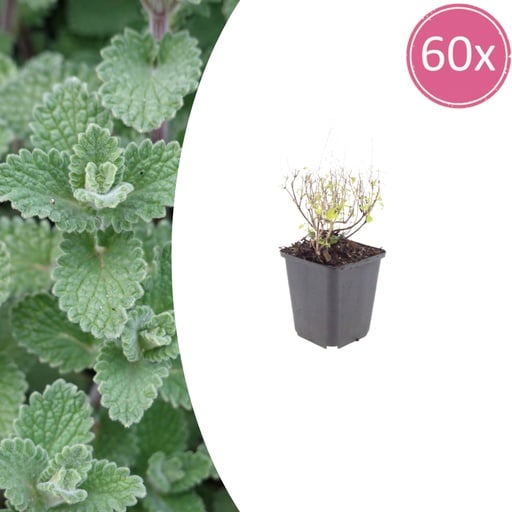 "Steinquendel 60er-Set (Calamintha nepeta subsp. nepeta) – winterharte Staude, Topf-Ø 9 cm, Höhe ca. 10–25 cm image"