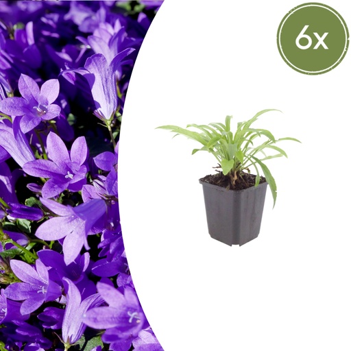 Pfirsichblättrige Glockenblume Coerulea im 6er-Set