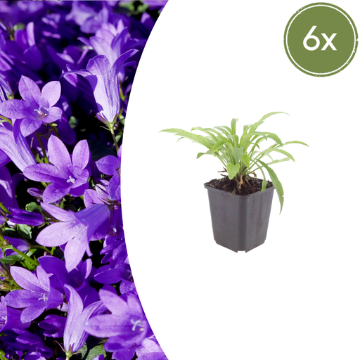 "6x Campanula pers. 'Coerulea' - ↕10-25cm - Ø9cm image"