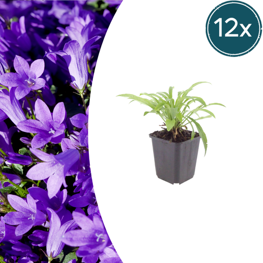 "12x Campanula pers. 'Coerulea' - ↕10-25cm - Ø9cm image"