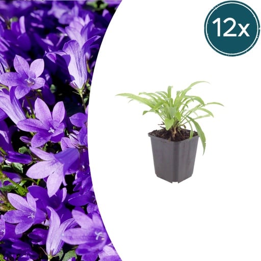 "Pfirsichblättrige Glockenblume 'Coerulea' 12er-Set (Campanula persica) – winterharte Staude, Topf-Ø 9 cm, Höhe ca. 25 cm image"