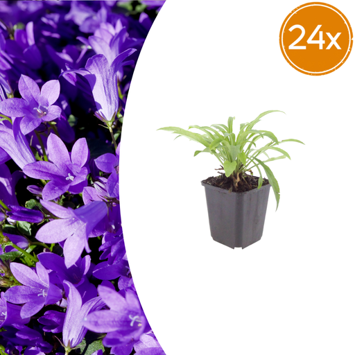 "24x Campanula pers. 'Coerulea' - ↕10-25cm - Ø9cm image"
