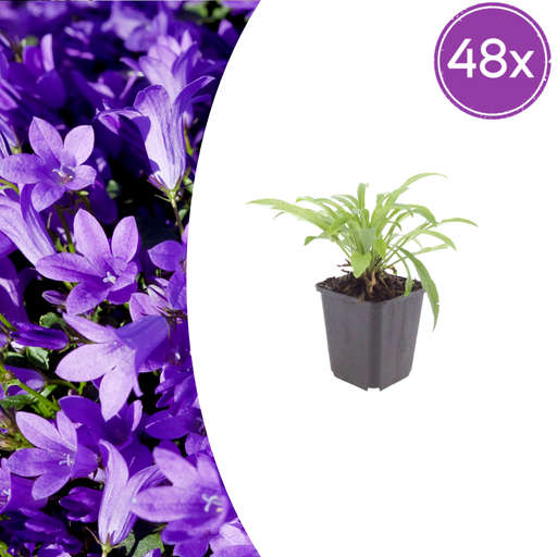 "48x Campanula pers. 'Coerulea' - ↕10-25cm - Ø9cm image"