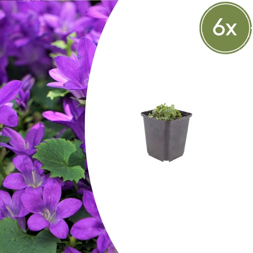 "Polsterglockenblume 6er-Set (Campanula portenschlagiana) – winterharte Staude, Topf-Ø 9 cm, Höhe ca. 25 cm image"
