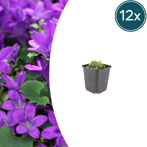"Dalmatiner Glockenblume 12er-Set (Campanula portenschlagiana) – winterharte Staude, Topf-Ø 9 cm, Höhe ca. 25 cm image"