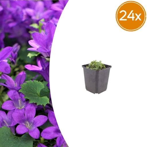 "Polsterglockenblume 24er-Set (Campanula portenschlagiana) – winterharte Staude, Topf-Ø 9 cm, Höhe ca. 25 cm image"