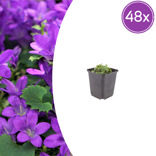 "Polster-Glockenblume 48er-Set (Campanula portenschlagiana) – winterharte Bodendecker-Staude, Topf-Ø 9 cm, Höhe ca. 25 cm image"