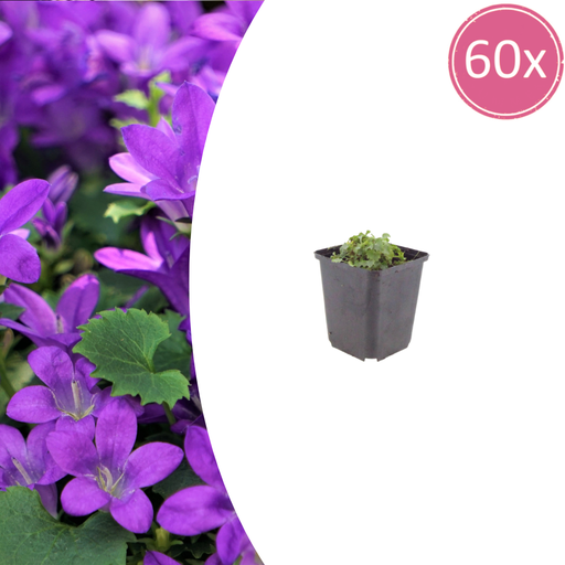 "60x Campanula portenschlagiana - ↕10-25cm - Ø9cm image"