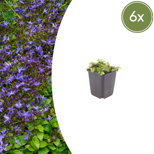 "Hängepolster-Glockenblume 6er-Set (Campanula poscharskyana) – winterharte Polsterstaude, Topf-Ø 9 cm, Höhe ca. 25 cm image"