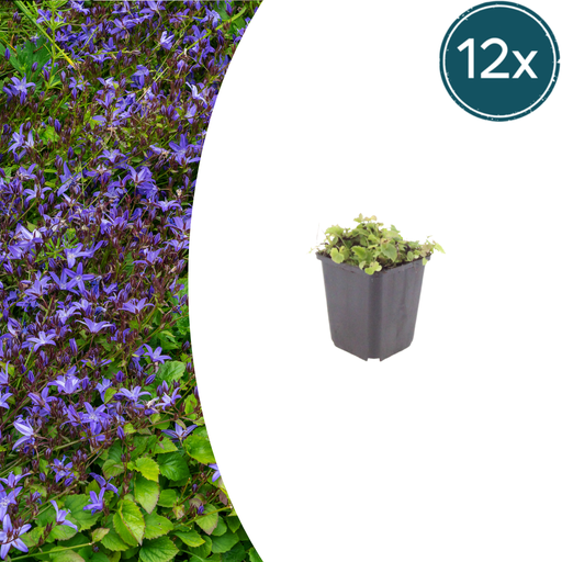 "Hängepolster-Glockenblume 12er-Set (Campanula poscharskyana) – winterharte Polsterstaude, Topf-Ø 9 cm, Höhe ca. 25 cm image"