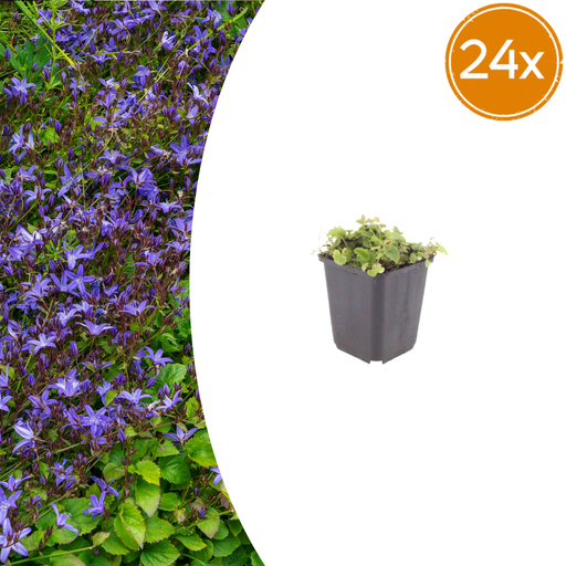 "Hängepolster-Glockenblume 24er-Set (Campanula poscharskyana) – winterharte Polsterstaude, Topf-Ø 9 cm, Höhe ca. 25 cm image"