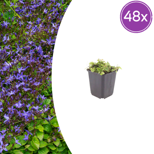 "Hängepolster-Glockenblume 48er-Set (Campanula poscharskyana) – winterharte Polsterstaude, Topf-Ø 9 cm, Höhe ca. 25 cm image"