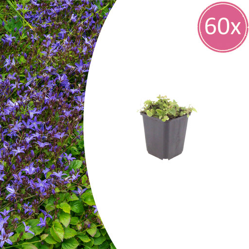 "Hängepolster-Glockenblume 60er-Set (Campanula poscharskyana) – winterharte Polsterstaude, Topf-Ø 9 cm, Höhe ca. 25 cm image"