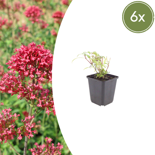 "Rote Spornblume 'Coccineus' 6er-Set (Centranthus ruber) – winterharte Staude, Topf-Ø 9 cm, Höhe ca. 25 cm image"