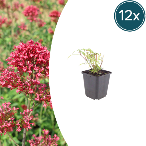 "12x Centranthus ruber 'Coccineus' - ↕10-25cm - Ø9cm image"