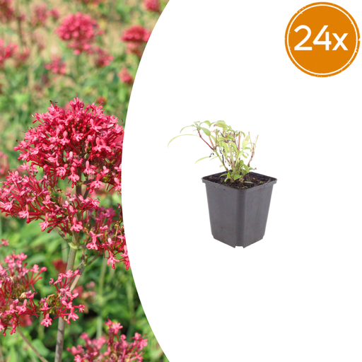 "Rote Spornblume 'Coccineus' 24er-Set (Centranthus ruber) – winterharte Staude, Topf-Ø 9 cm, Höhe ca. 25 cm image"