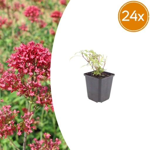 "Rote Spornblume 'Coccineus' 24er-Set (Centranthus ruber) – winterharte Staude, Topf-Ø 9 cm, Höhe ca. 25 cm image"