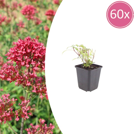 "Rote Spornblume 'Coccineus' 60er-Set (Centranthus ruber) – winterharte Staude, Topf-Ø 9 cm, Höhe ca. 25 cm image"