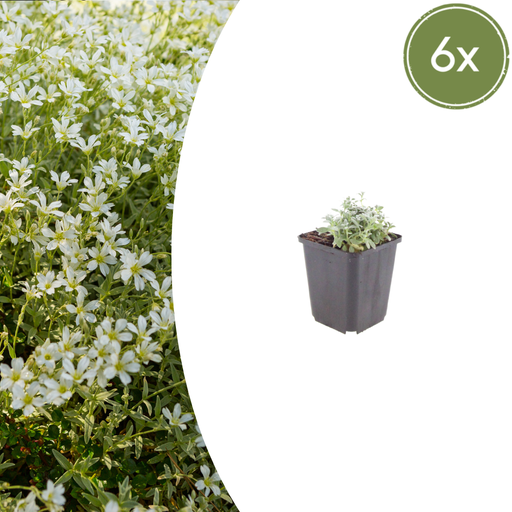 "6x Cerastium tomentosum - ↕10-25cm - Ø9cm image"