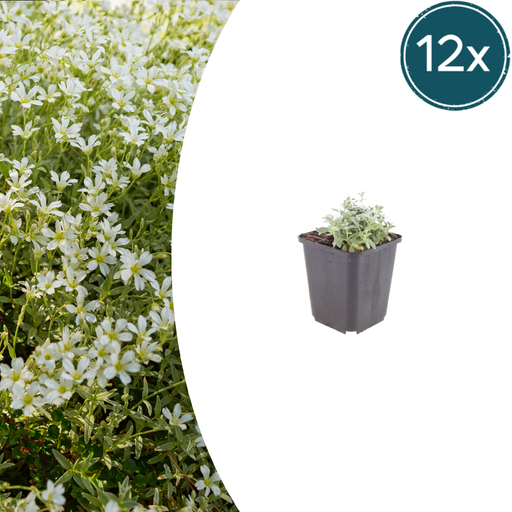 "12x Cerastium tomentosum - ↕10-25cm - Ø9cm image"