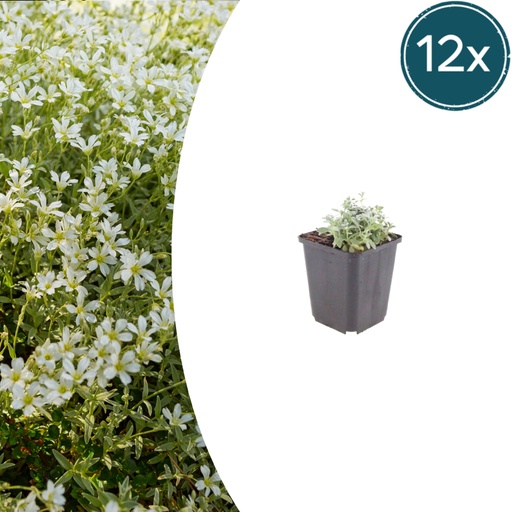 "Filziges Hornkraut 12er-Set (Cerastium tomentosum) – winterharte Polsterstaude, Topf-Ø 9 cm, Höhe ca. 25 cm image"