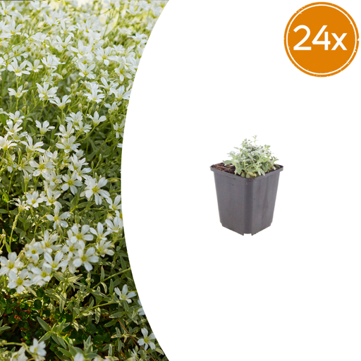 "24x Cerastium tomentosum - ↕10-25cm - Ø9cm image"