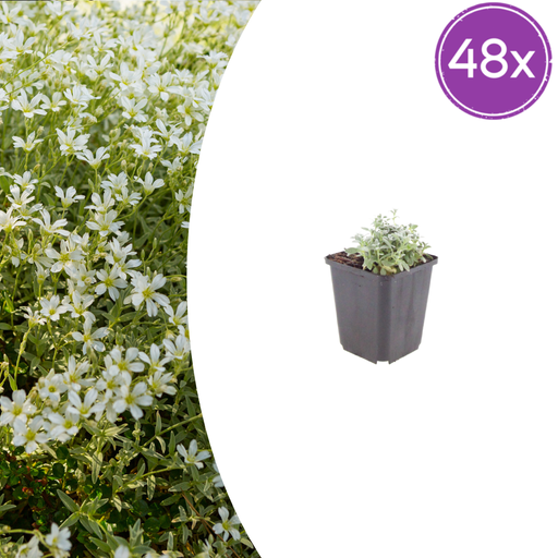 "Filziges Hornkraut 48er-Set (Cerastium tomentosum) – winterharte Polsterstaude, Topf-Ø 9 cm, Höhe ca. 25 cm image"