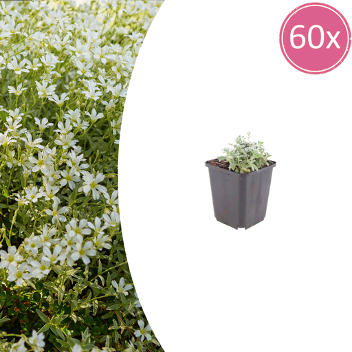 "Filziges Hornkraut 60er-Set (Cerastium tomentosum) – winterharte Polsterstaude, Topf-Ø 9 cm, Höhe ca. 25 cm image"