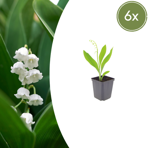 "6x Convallaria majalis - ↕10-25cm - Ø9cm image"