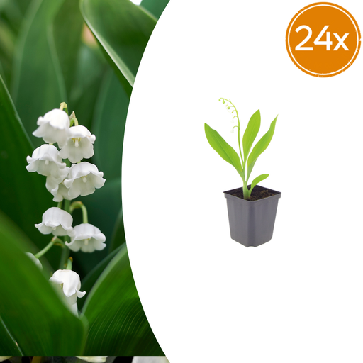 "24x Convallaria majalis - ↕10-25cm - Ø9cm image"