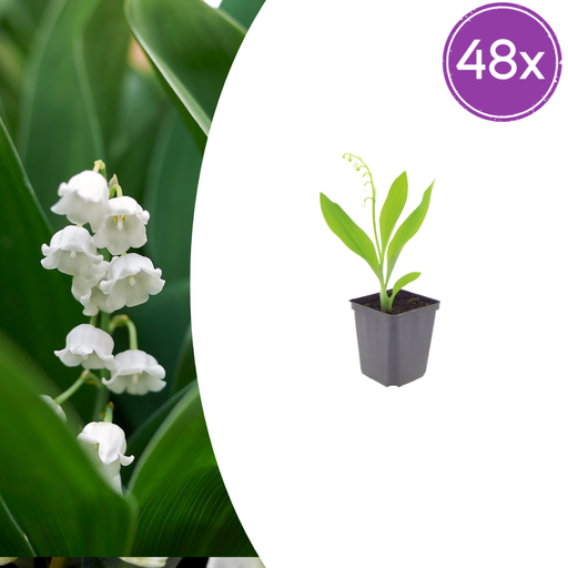 "Maiglöckchen 48er-Set (Convallaria majalis) – winterharte Staude, Topf-Ø 9 cm, Höhe ca. 25 cm image"