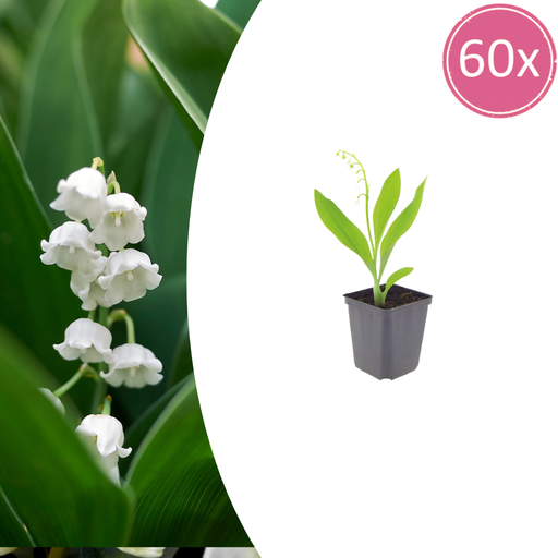 "60x Convallaria majalis - ↕10-25cm - Ø9cm image"