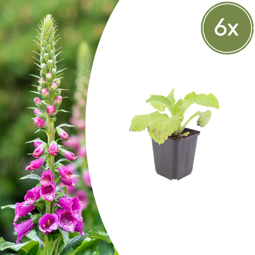 "6x Digitalis purpurea - ↕10-25cm - Ø9cm image"