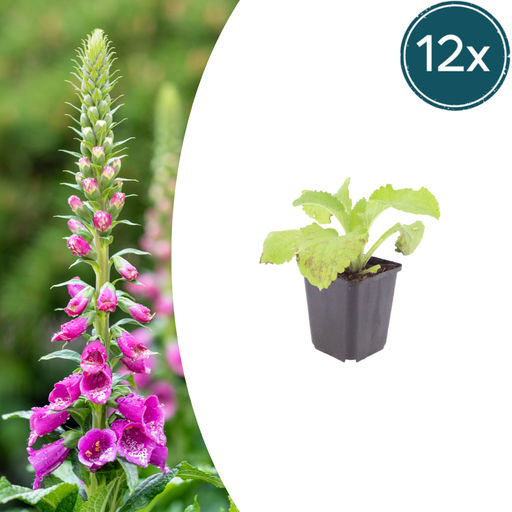 "Roter Fingerhut 12er-Set (Digitalis purpurea) – winterharte Staude, Topf-Ø 9 cm, Höhe ca. 25 cm image"