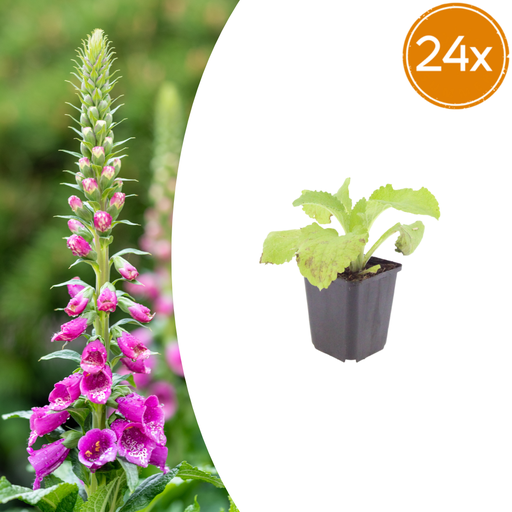 "24x Digitalis purpurea - ↕10-25cm - Ø9cm image"